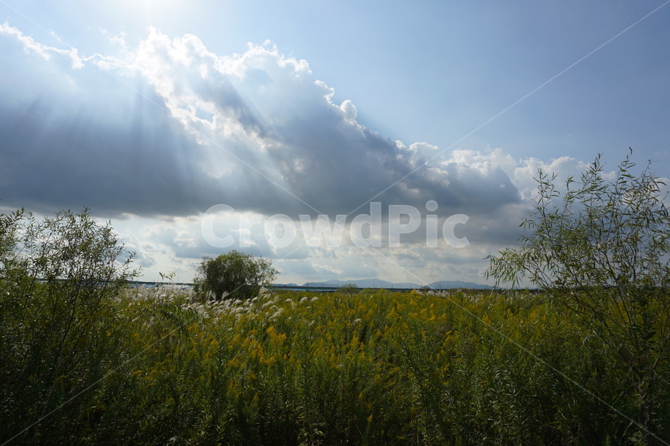 가을,하늘,부산,갈대,풍경,자연,풍경,nature,landscape,field,들,outdoors,옥외,grassland,목초지