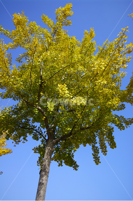 은행나무,가을,은행잎,식물,plant,하늘,가을,계절,fall,autumn,season,식물,자연,plants,nature,나무,trees,wood,tree,tree trunk,나무 줄기