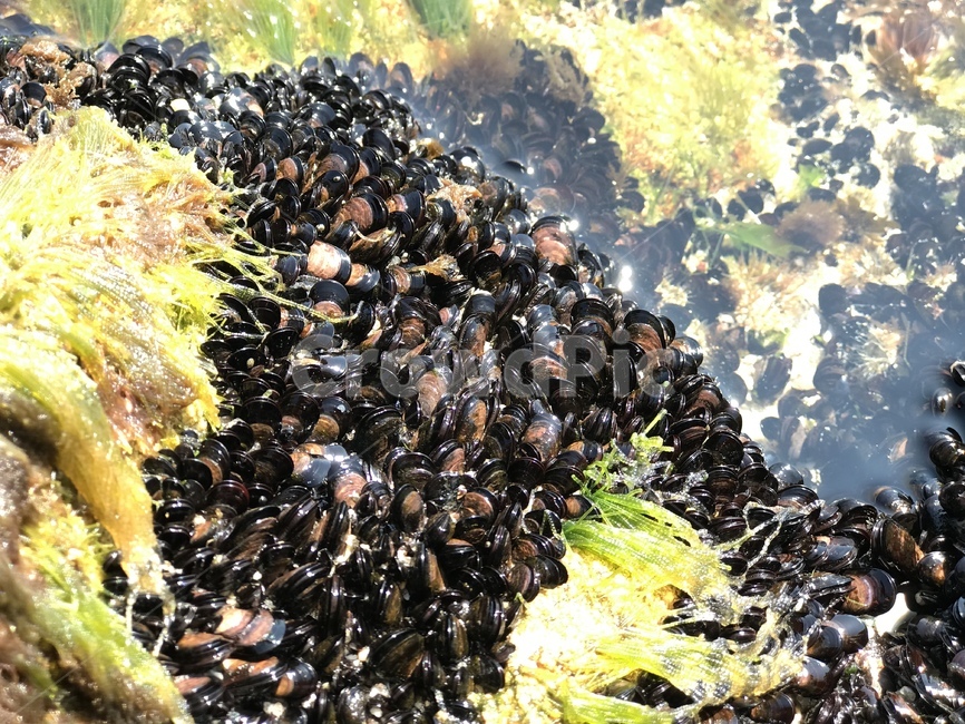 푸른바다,해초,홍합,어린홍합,수산,수산물,바다,자연