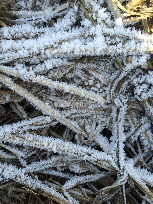 겨울,한파,서리,추위,차가움,겨울,계절,winter,season