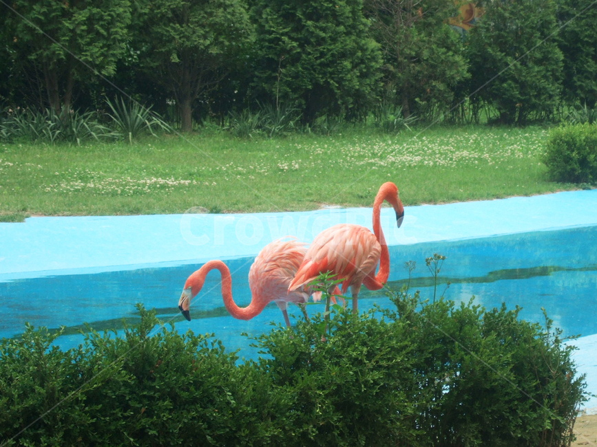 동물,홍학,붉은학,학두마리,다정,동물원,animal,조류,flamingo,algae,동물,animal,조류,새,birds