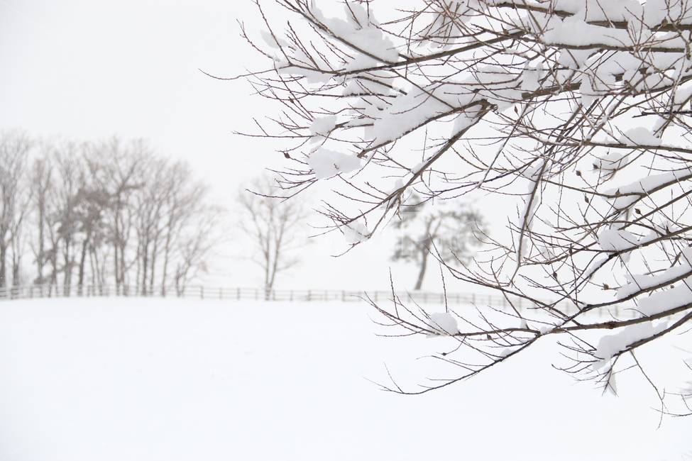 눈,겨울,목장,나무,쓸쓸,황량,고요,강원도,자연,winter,snow,눈보라,겨울,계절,winter,season,자연,풍경,nature,landscape