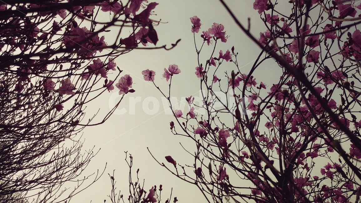 진달래,봄,감성,필터,분위기,꽃,오후,어두움,쓸쓸함,빈티지,꽃잎,나무,flower,nature,자연