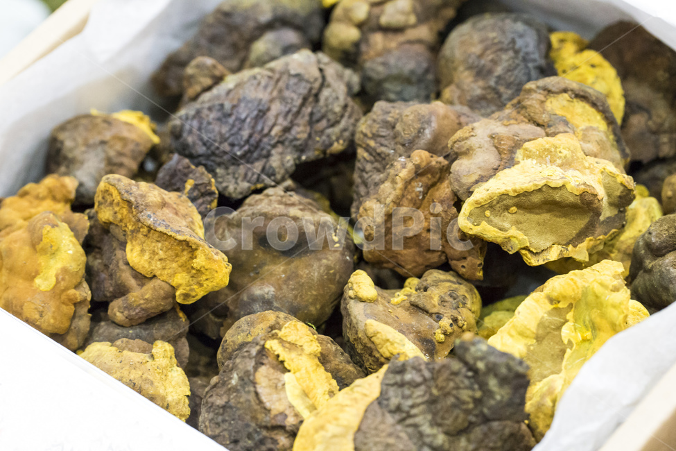 버섯,상황버섯,식용,약재,한약,한약재,한방,약초,노란색,버섯,mushroom