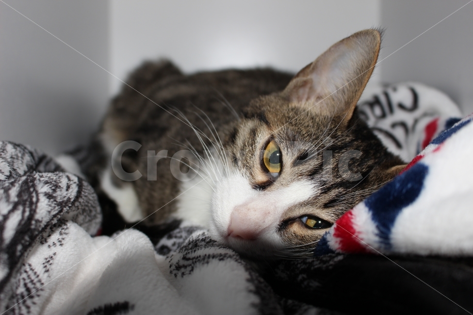고양이,반려동물,유기묘,길냥이,애완동물,cat,pet,kitten,아기고양이,코숏,코리안숏헤어,동물,animal,고양이,cat,kitten,kitty,포유류,mammal