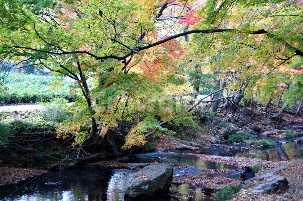 가을,단풍,나무,식물,자연,계곡물,그림자,자연풍경,감성,예쁨,아름다움,nature,autumn,trees,낙엽,가을,계절,fall,autumn,season,water,물,stream,흐름,creek,작은 만,outdoors,옥외