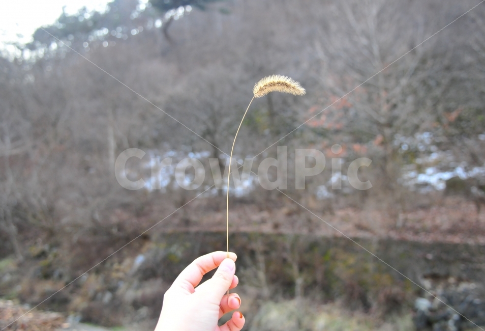 강아지풀,풀,손,감성,감성사진,식물,자연,plants,nature,사람,인물,인간,human,person