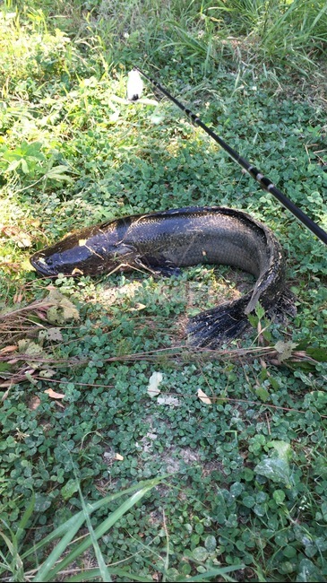 낚시,가물치,뱀,토종,풍경,동물,animal,어류,물고기,fish