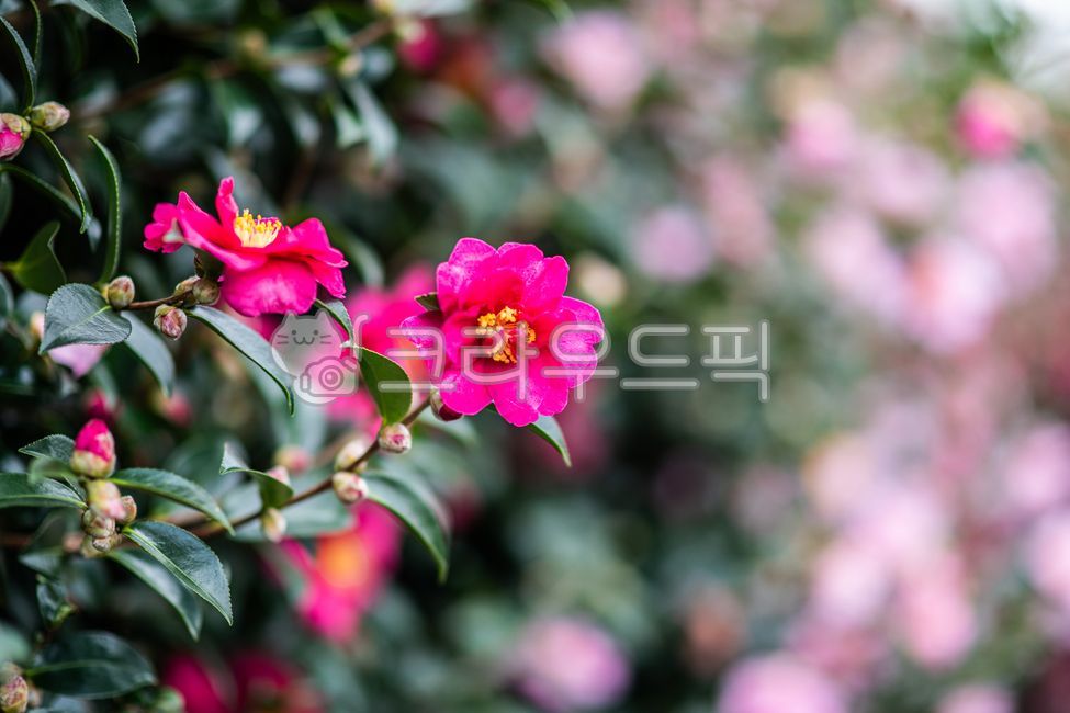 꽃,동백꽃,카멜리아,제주,43사건,꽃말,겸손,절제된사랑,변치않는사랑,사랑,열정