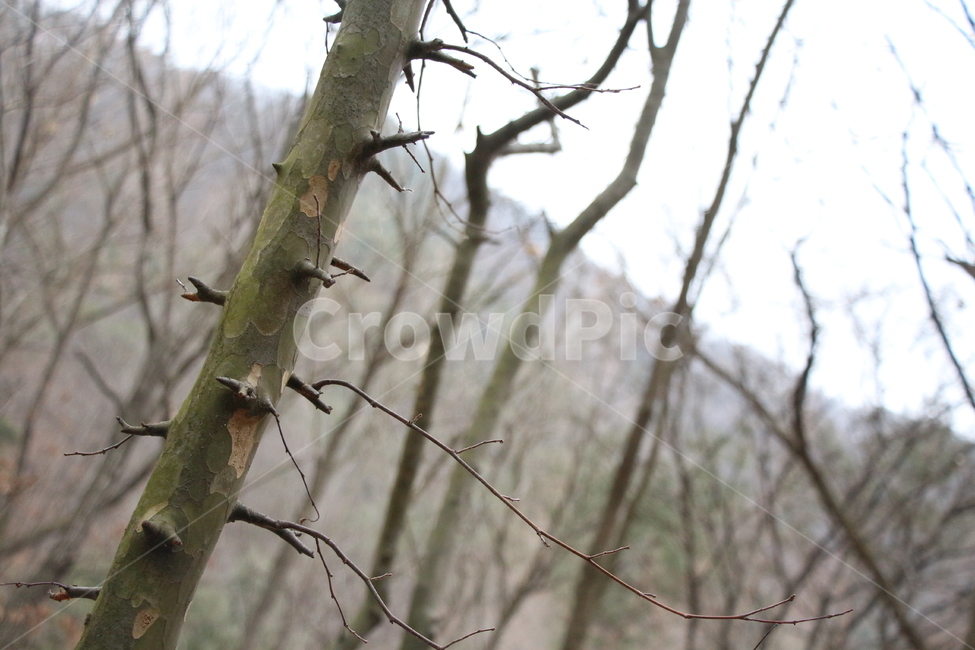 나무,물줄기,자연,낙엽,나무줄기,바위틈,편안함,시원함,식물,자연,plants,nature,나무,trees,wood
