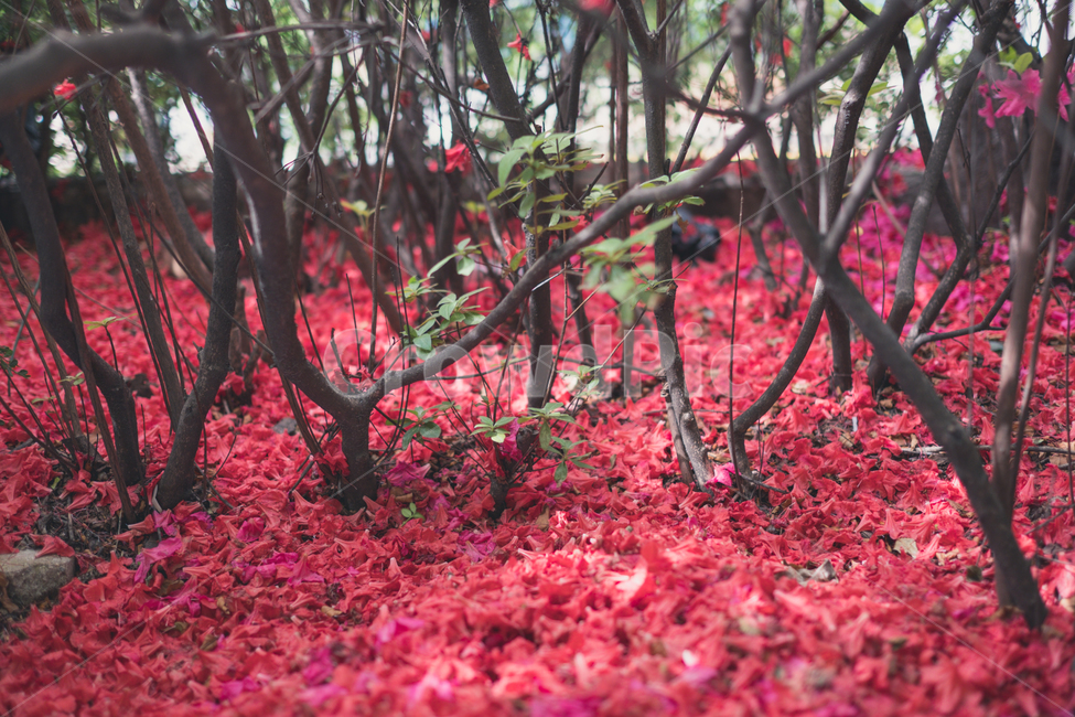 철죽,빨강,감성사진,봄사진,계절사진,꽃,spring,red,식물,자연,plants,nature,꽃,flower,감성,sensible,feeling