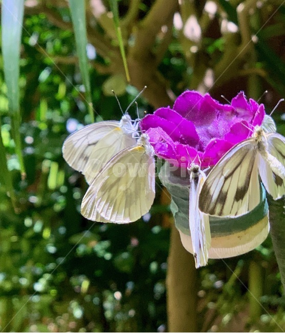 blossom,꽃,flower,나비,butterfly,흰나비,plant,식물,잎,leaf,자연,nature