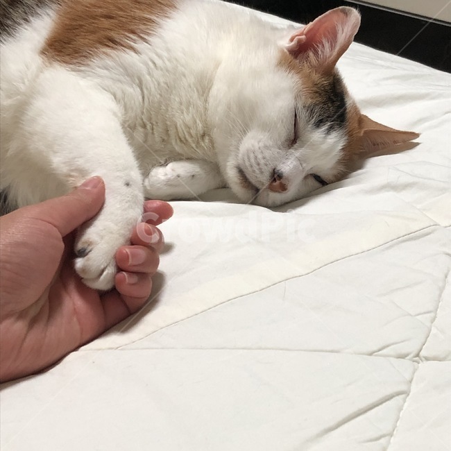 고양이,코리안숏헤어,cat,한국고양이,반려동물,코숏,삼색이,삼색고양이