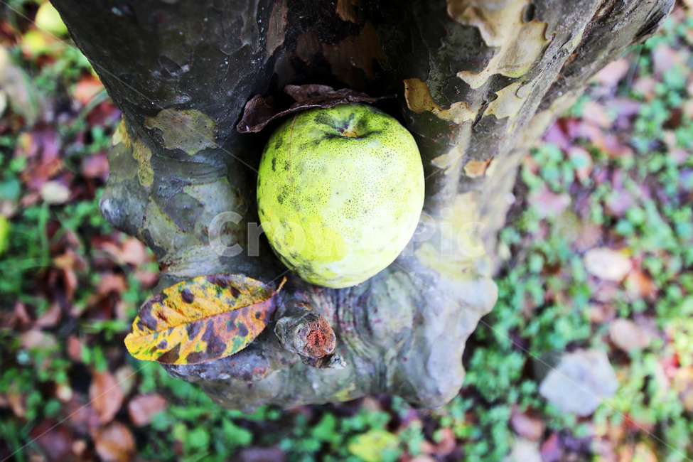 모과,가을,낙엽,둥지,멋진나무,plant,과일,열매,fruit