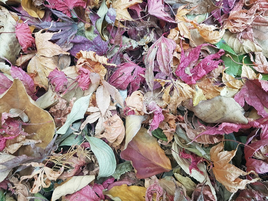 leaf,잎,가을,나뭇잎,식물,tree,나무