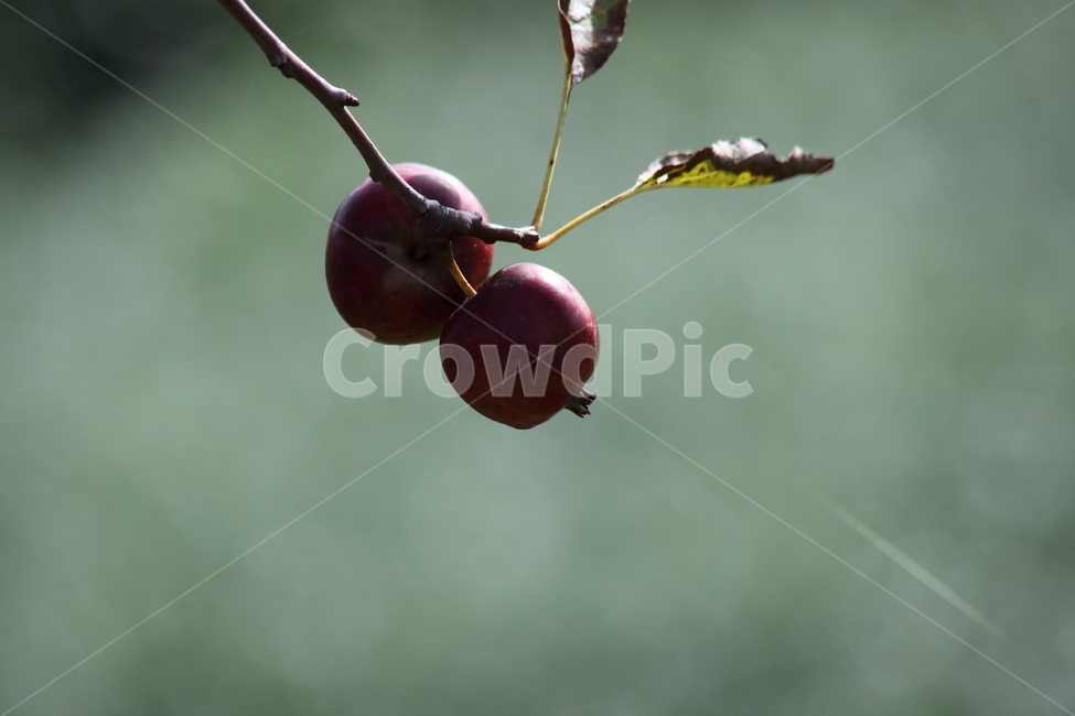 꽃사과,사과,과일,열매,hallcrabapple,과일,열매,fruit