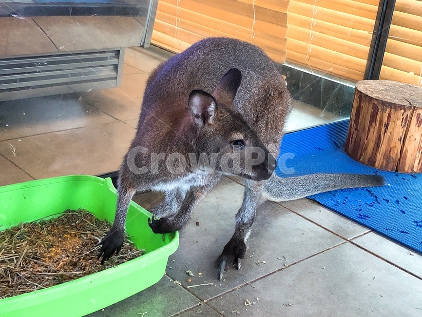 카페,캥거루,귀여운,동물,반려동물