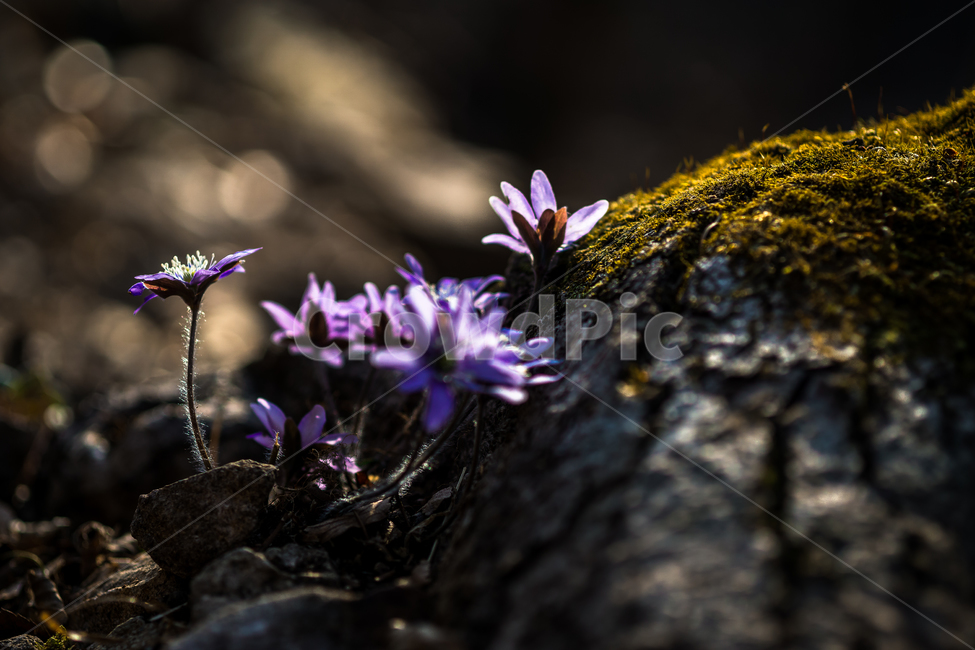 청노루귀꽃,야생화,꽃,들꽃,식물,자연,flower,식물,자연,plants,nature,꽃,flower