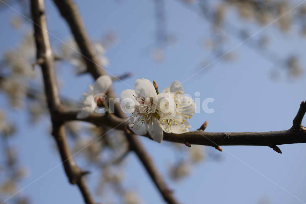 벚꽃,봄꽃,꽃,벚나무,자연,식물,봄,계절,spring,season,식물,자연,plants,nature,꽃,flower,plant