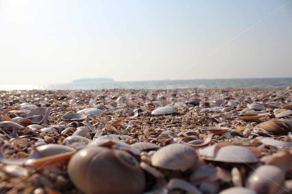 바다,조개,껍데기,해수욕장,해변,해변,바다,beach,sea