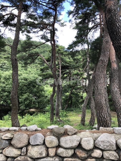 돌담,소나무,배경,자연,하늘,가을,산책,나들이,산책로,식물,나무,나무,trees,wood
