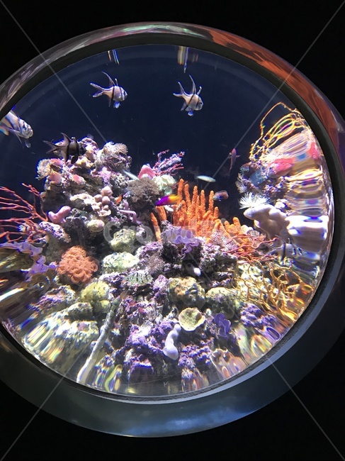 aquatic,nature,water,산호,coral,reef,코랄,어류,물고기,fish