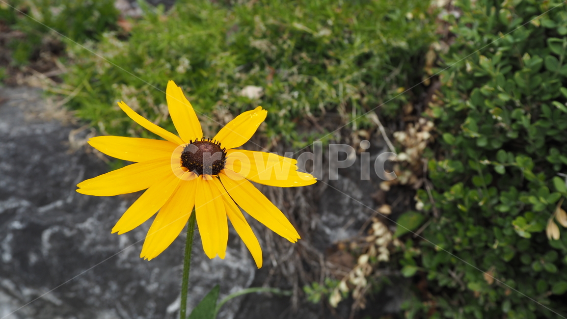 야생화,꽃,노란색,wildflower,flower,yellow
