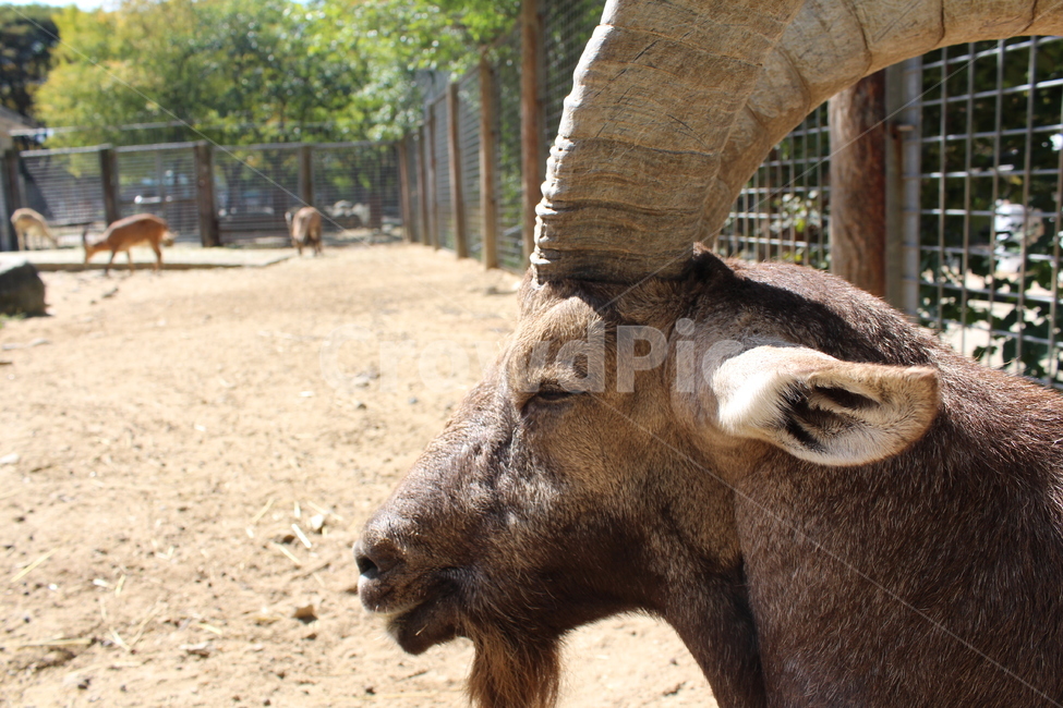 야생동물,wildlife,동물원,zoo,동물,animal,산양,goat,뿔,horn,수컷,동물,animal,포유류,mammal
