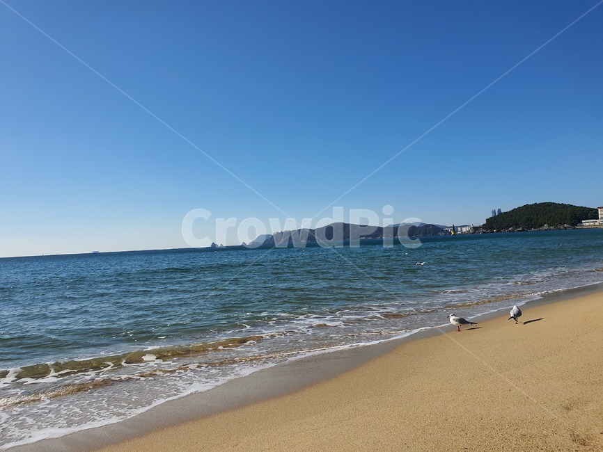 바다,ocean,갈매기,seagull,해운대,shoreline,해안선,해변,바다,beach,sea