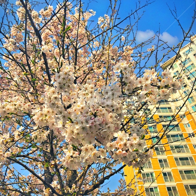 강원도,벚꽃,벚꽃구경,벚꽃나무,벚꽃놀이,sakura,하늘,cherryblossoms,cherryblossom,감성,색깔,보정,색상,색채,채도,색감,color,feeling,colersence,cherryblossoms,pink,cherryblossom
