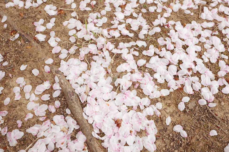 벚꽃,꽃송이,바닥,핑크,분홍,식물,봄,계절,spring,season,꽃,flower,petal,꽃잎,plant,blossom