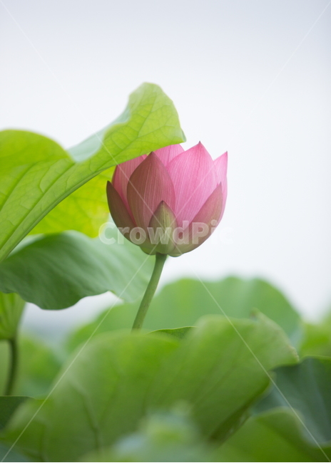 연꽃,꽃,여름꽃,식물,lotus,flower,식물,자연,plants,nature,꽃,flower