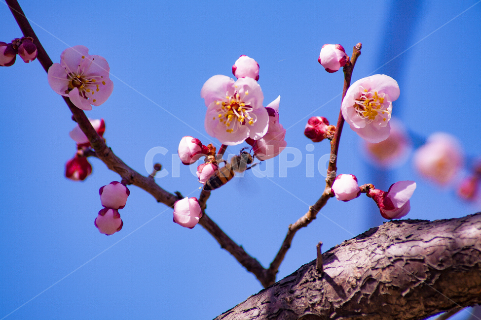 벚꽃,나무,봄,벚꽃구경,꽃,자연,flower,flowers,식물