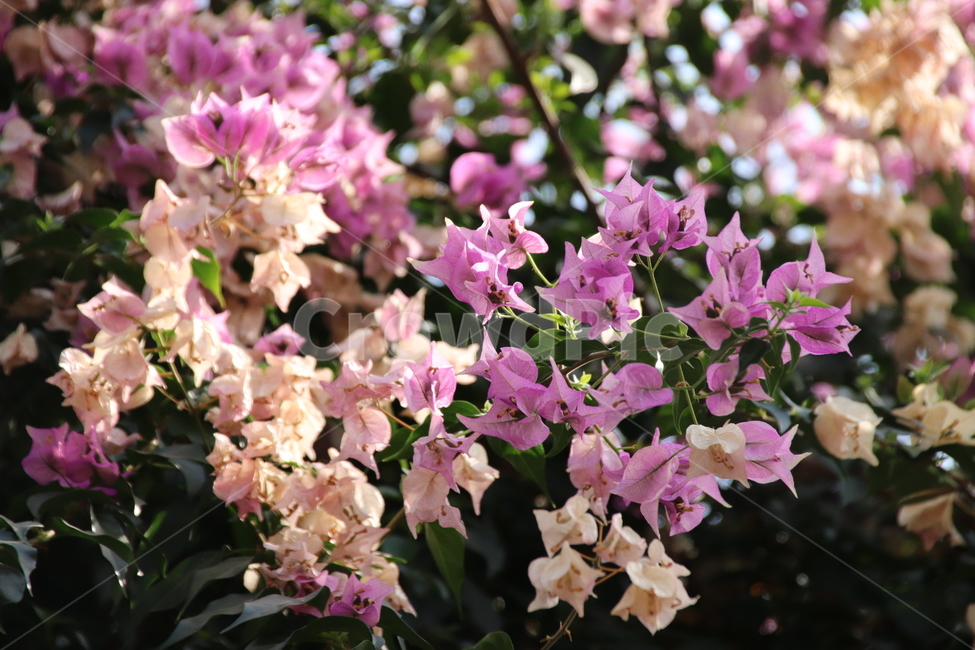 자연,꽃,꽃나무,풍경,수목원,식물,자연,plants,nature,꽃,flower