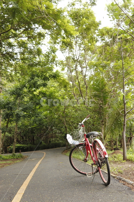 bicycle,자전거,bike,공원,나무,길