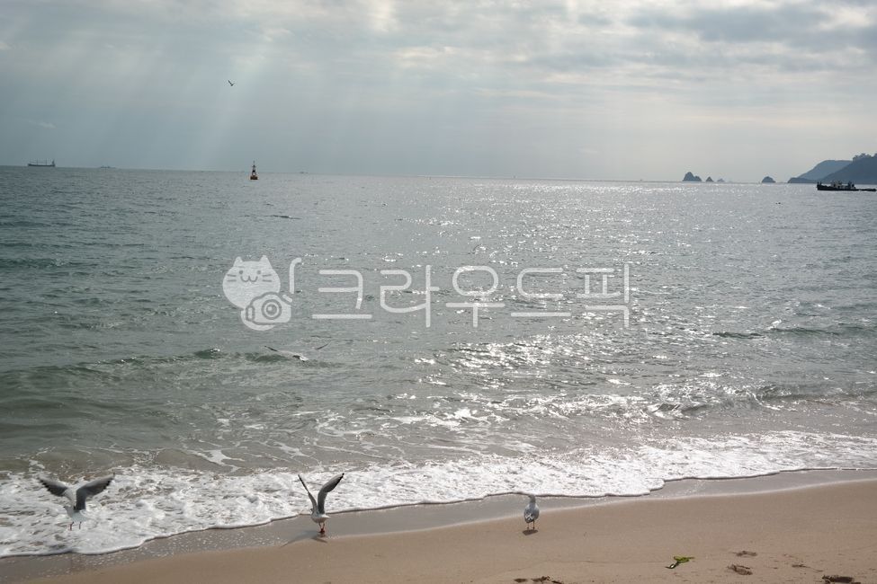 부산,해운대,바다,갈매기,해안가,앞바다,하늘,sea,ocean,nature,자연,water,물,busan