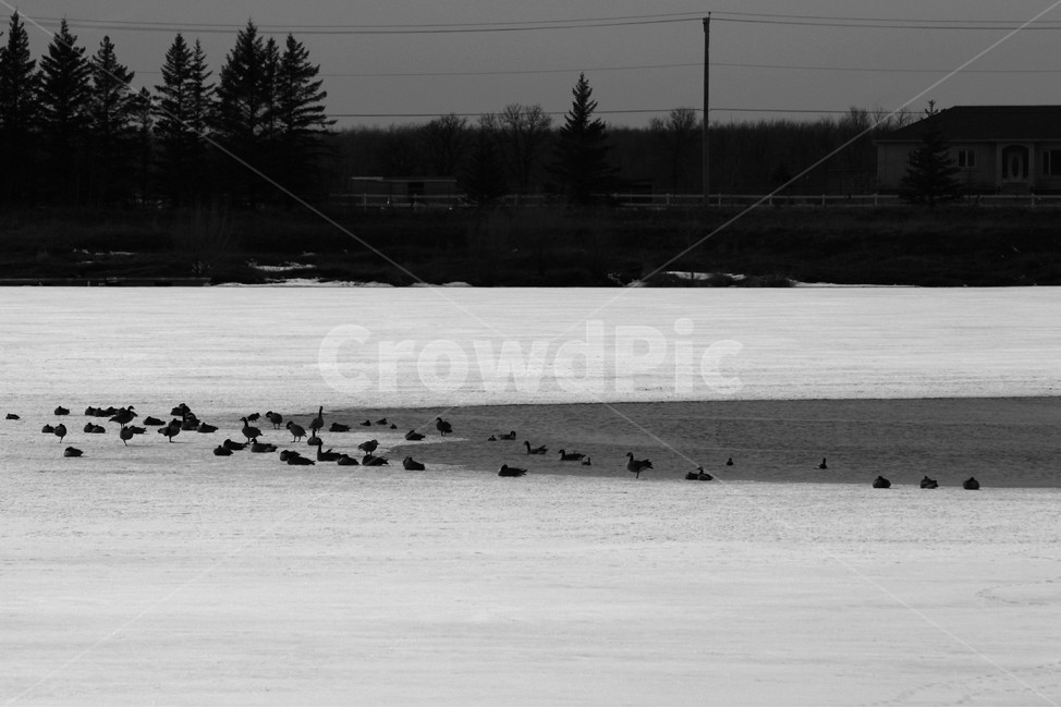 animal,동물,bird,새,plant,식물,나무,tree,겨울,계절,winter,season,흑백,모노톤,monochrome,black and white