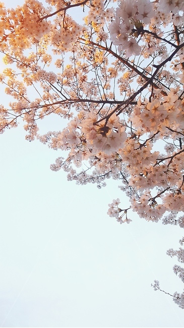 plant,식물,blossom,꽃,flower,벚꽃
