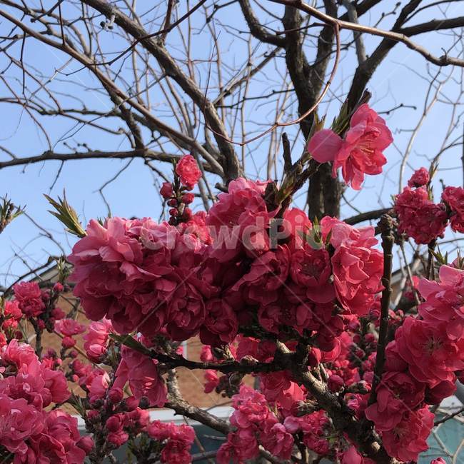 장미,꽃,나무,봄,하늘,plant,식물,rose,tree,spring,flower