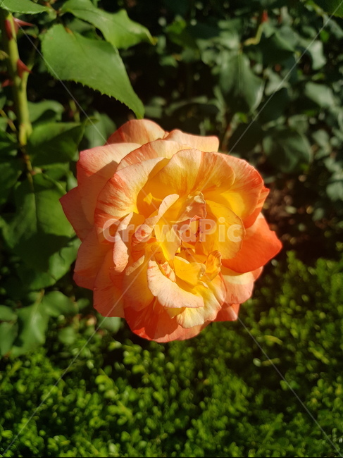 rose,장미,꽃,floral,nature,bloom,flower,garden,정원,petal,꽃잎