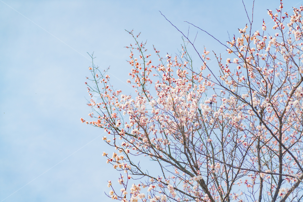 벚꽃,봄,꽃,sakura,cherryblossom,계절,spring,season,tree
