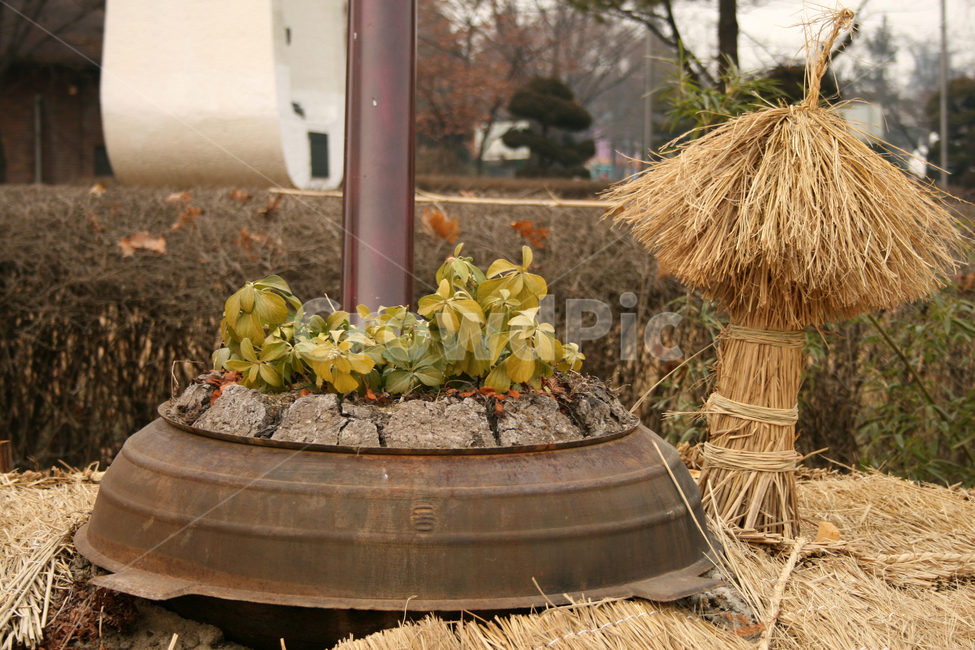 짚,가마,식물,풀,겨울,한국전통,한국문화,korean traditional,korean culture