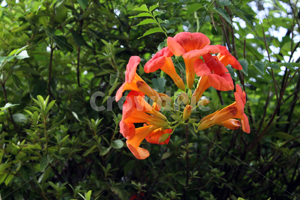 능소화,주황색꽃,덩굴,넝쿨,야생,여름,blossom,flower,꽃,plant,식물,자연,plants,nature,꽃,flower