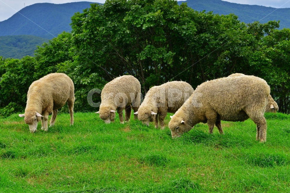 강원도,평창,대관령,양떼목장,field,들,outdoors,옥외,grassland,animal,동물,sheep,양,mammal,포유류,nature,자연,rural,농촌,farm,pasture,목장,ranch,농장,grazing,방목,meadow,목초지,경치,경관,풍경,동물,animal,포유류,mammal,목축업,목장,livestock farming,ranching,pasture