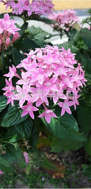 pink hydrangea,pink,hydrangea flower,Flowers in full bloom,pretty flower,hydrangea,pink flower,flower in full bloom,flower