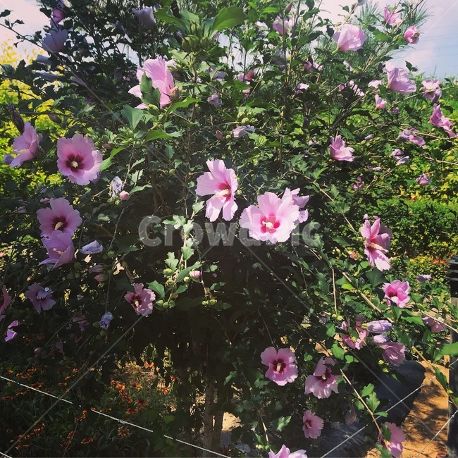꽃,무궁화,분홍꽃,분홍,풀,flower