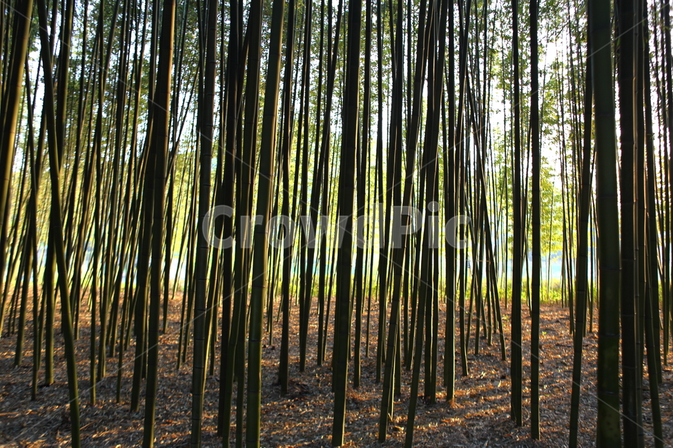 대나무,숲,울산,태화강변,대숲,자연,풍경,nature,landscape,한국자연풍경,한국자연경관,korea nature landscape,식물,plants,나무,trees,wood,plant