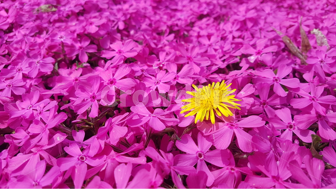 꽃,들꽃,민들레,핑크,pink,자연,야생화,핫핑크,분홍,분홍색,식물,꽃밭,flower,flowers,nature,plants,plant,식물,자연,plants,nature,꽃,flower