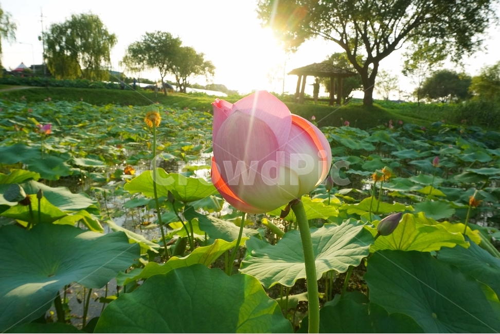 꽃,자연,식물,꽃축제,예쁜꽃,식물,자연,plants,nature,꽃,flower