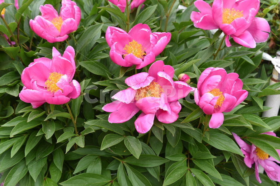 봄,꽃,꽃잎,분홍색,flower